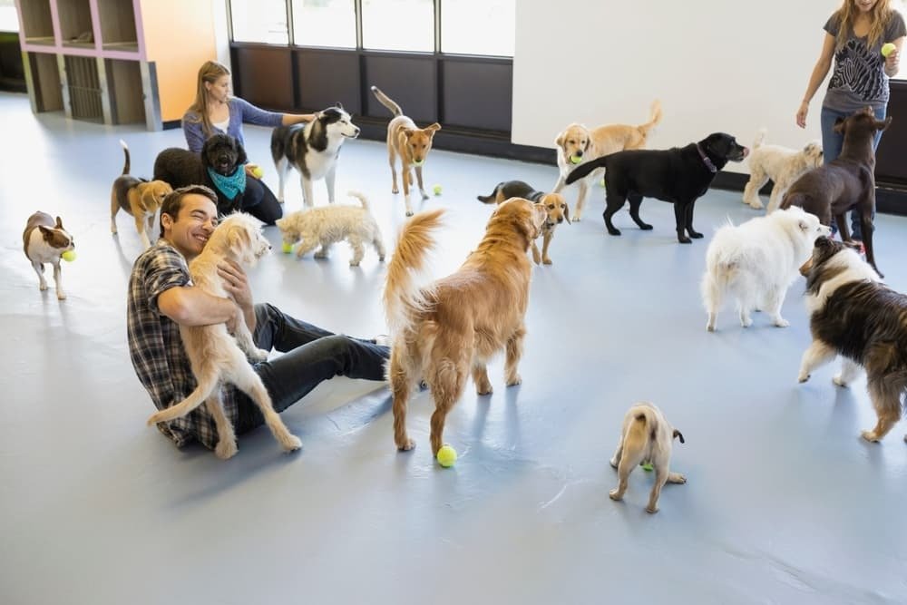 Dog boarding in Lents