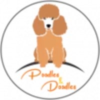 Standard poodle