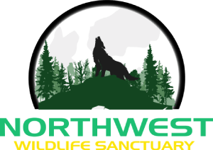 NWWS