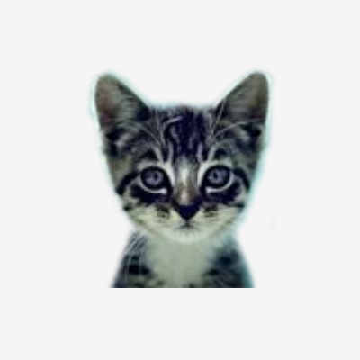 We Love Cats and Kittens