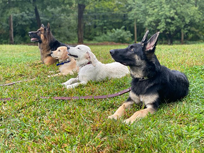 Empire State K-9 Training, LLC